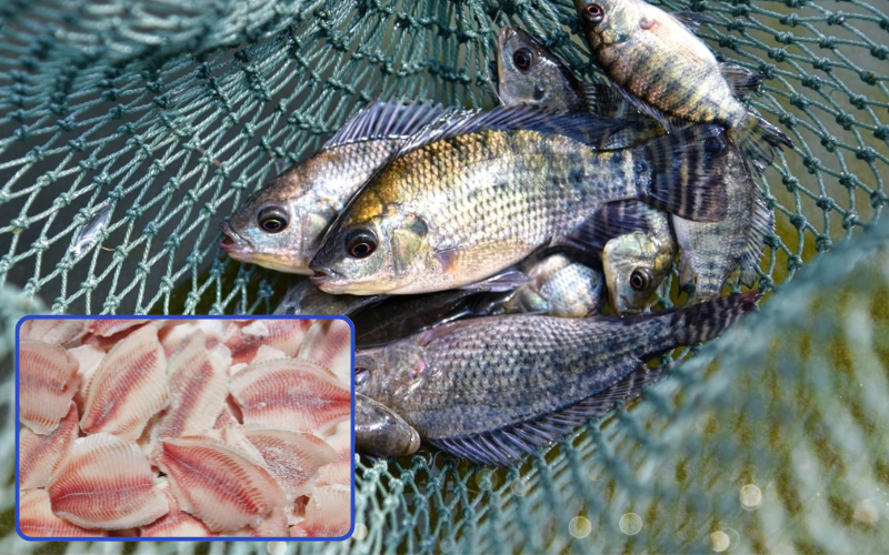Cá rô phi và fillet phục vụ xuất khẩu cá rô phi Việt Nam