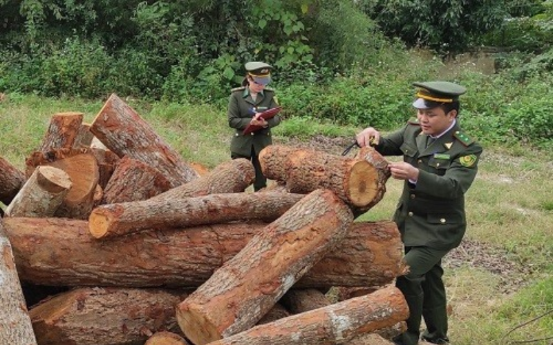 Wild flora and natural timber items listed under export schedules for goods subject to Import and Export Prohibitions