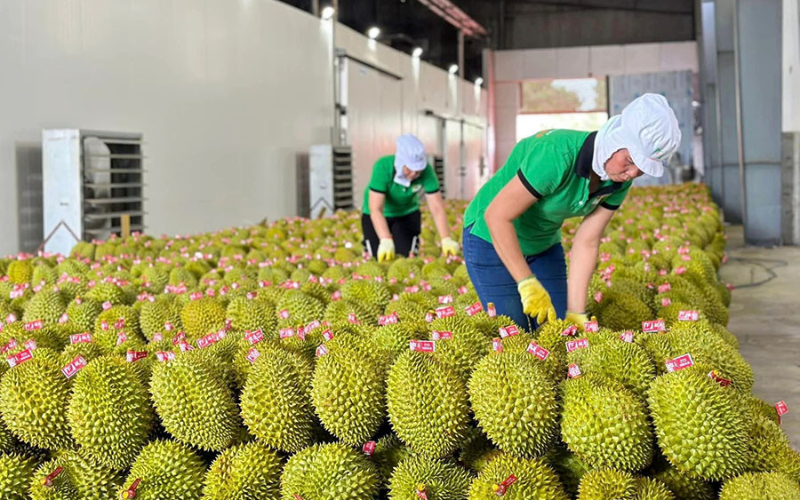 Quality inspection in Vietnam fruit and vegetable exports to China