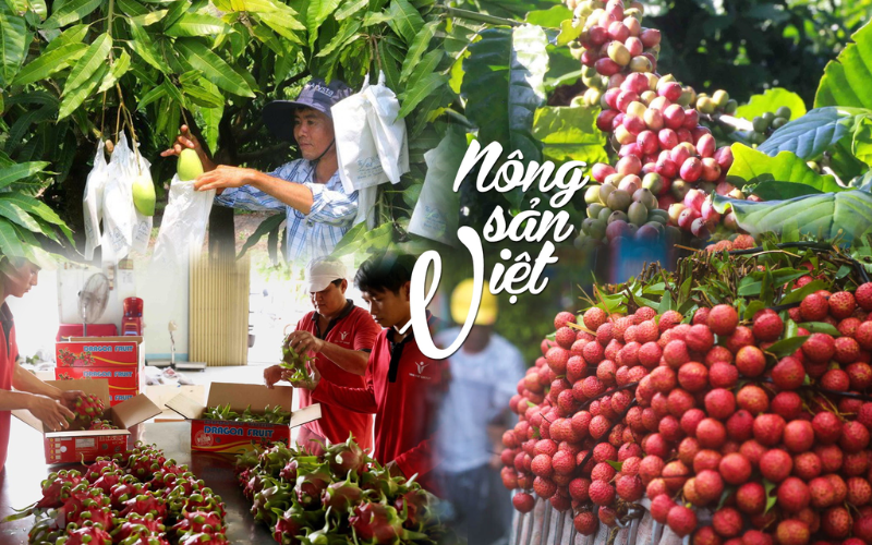 Nông Sản Việt Nam Lợi Thế Xuất Khẩu Sang Nam Mỹ