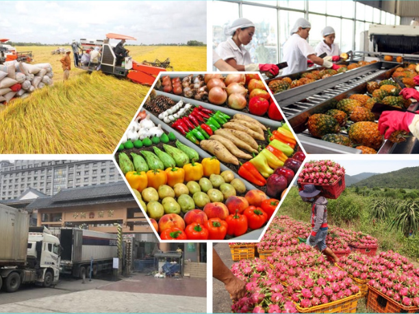 Xuất Khẩu Rau Quả Việt Nam Sang Trung Quốc Áp Sát Chile Về Thị Phần
